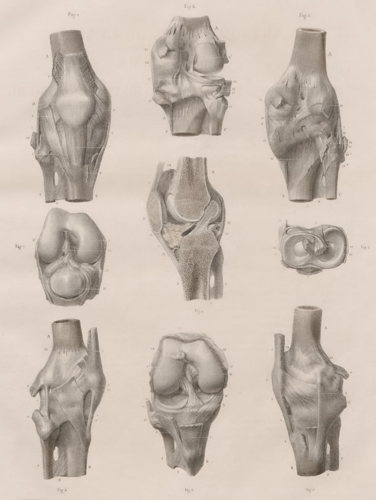 Anatomische Zeichnung des Kniegelenks – Arthrose Behandlung und Bewegungstherapie